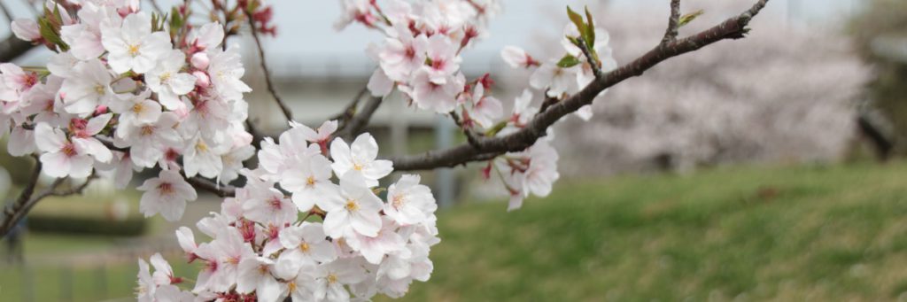 【道の駅しょうなん】はるうらら