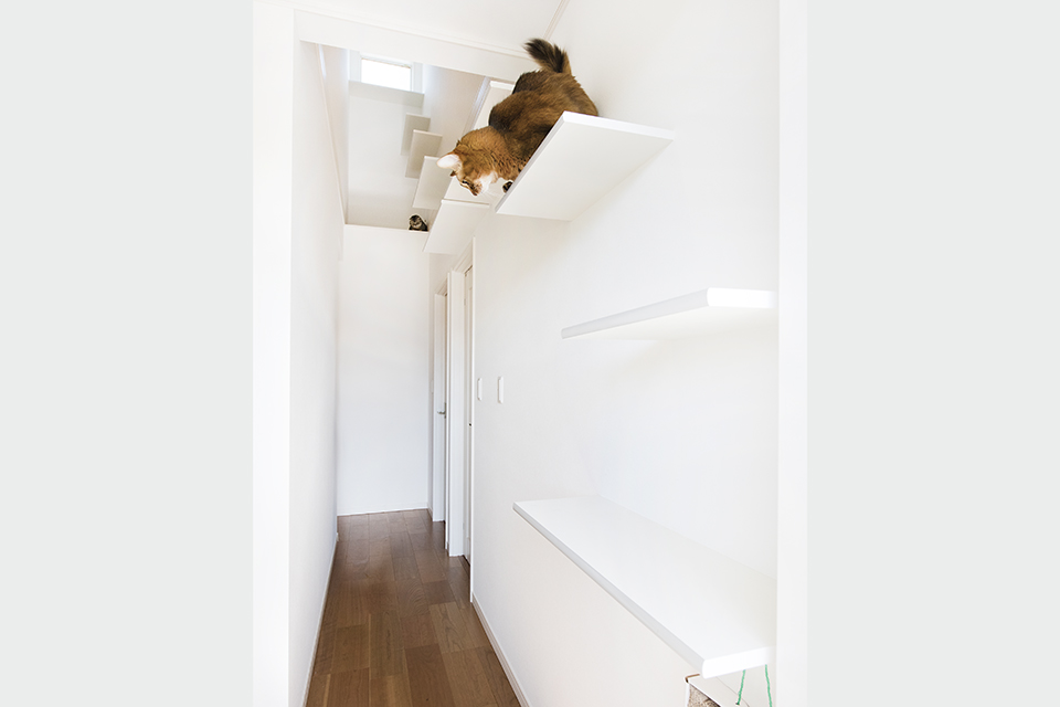 2階廊下には、猫たちが遊べるよう吹き抜けを利用してキャットウォークを設けました。
