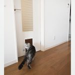 猫たちがリビングとペット室の行き来が自由にできるよう、リビングのドアにはペットドアを設けました。